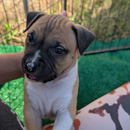 Ganon - Fawn male American Staffordshire Terrier puppy in Hohenwald, Tennessee from AptiBull Terriers
