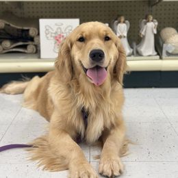 Maggie - Golden Retriever