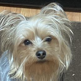 Shih Tzus from Baby Girl’s Yorkies, Shih-Tzu, Shorkies