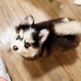 Tatum - Gray and white male Pomsky puppy in Bolton, Connecticut from Elle Pomsky