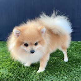 Raine - Pomeranian
