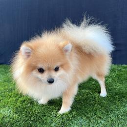 Raine - Pomeranian