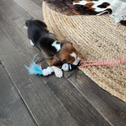Beagle Puppies from Tymber Lake Beagles