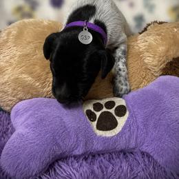 Purple Reserved - Black roan female German Shorthaired Pointer puppy in Hardeman County, Tennessee from Howell Farm GSP