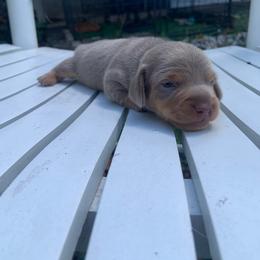 Jack - Fawn (isabella) and tan male Dachshund puppy in Westlake, Florida from Lazy Acres Farm