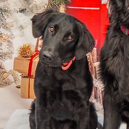Frankie - Flat-Coated Retriever