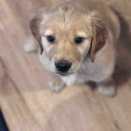 Miss Light Blue - Dark golden female Golden Retriever puppy in Ocala, Florida from Hidden Oaks Golden Retrievers