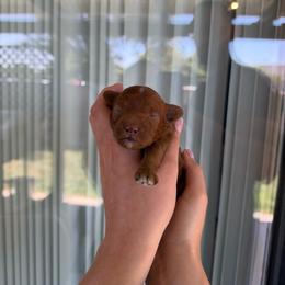 Male 2 - Red  male Poodle puppy in Modesto, California from Oso’s Red Toy, Mini, & Standard Poodles