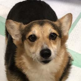 JoJo - Pembroke Welsh Corgi