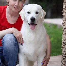 Bernese Mountain Dog and Golden Retriever All Grown Up from Gold Point Pups