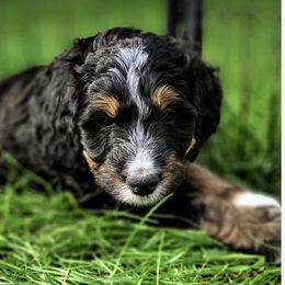 Bernedoodle, Goldendoodle, Poodle, and Sheepadoodle Puppies from Kerr Kanine Ranch