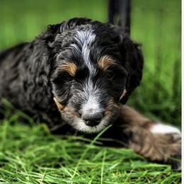 Bernedoodle, Goldendoodle, Poodle, and Sheepadoodle Puppies from Kerr Kanine Ranch