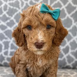 Daisy - Red  female Goldendoodle puppy in Pine Grove, California from Lundee Doodles