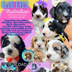 Australian Mountain Doodle puppies from Jade’s Paws & Co. Of Miami LLC
