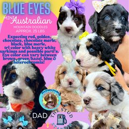 Australian Mountain Doodle puppies from Jade’s Paws & Co. Of Miami LLC