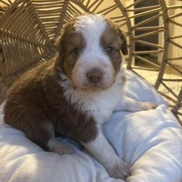 Teddy - Red tri-color male Australian Shepherd puppy in Grants Pass, Oregon from Carmel Mountain Aussies