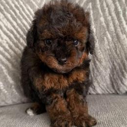 Puppy 3 - Phantom male Poodle puppy in Saint Cloud, Florida from Rising Star Kennels