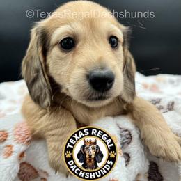 Muffin (Luna Skye) - Cream female Dachshund puppy in Houston, Texas from Texas Regal Dachshunds LLC