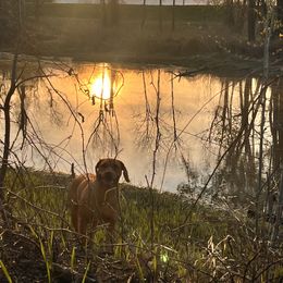 Rhodesian Ridgeback Puppies from Raven’s Ridgebacks