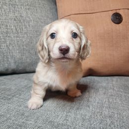 Susie Q - Cream female Dachshund puppy in Lindsay, California from Lewis Creek Dachshunds