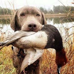 Gator - Dilute Retriever