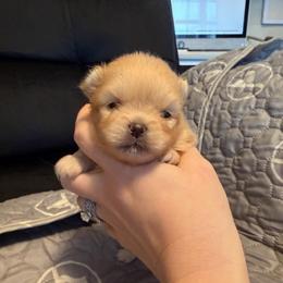 Purple - Cream sable parti male Pomeranian puppy in Cheektowaga, New York from Buffalo Pomeranians 716