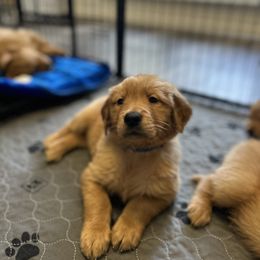 Golden Retriever Puppies from Upstate Revival Retrievers