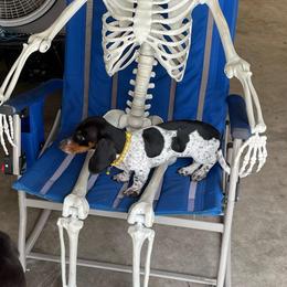 Bingo - Dachshund