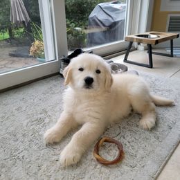 Golden Retriever Puppies from OPK Goldens
