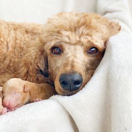 Cavalier King Charles Spaniels and Poodles from Red Skye Cavaliers & Poodles