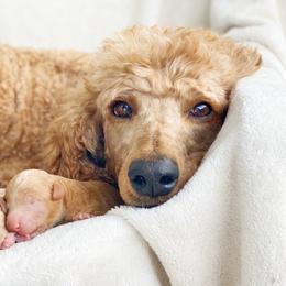 Cavalier King Charles Spaniels and Poodles from Red Skye Cavaliers & Poodles