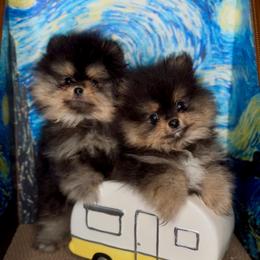 Louis - Black and tan male Pomeranian puppy in Bonadelle Ranchos, California from Strawberry Puppies