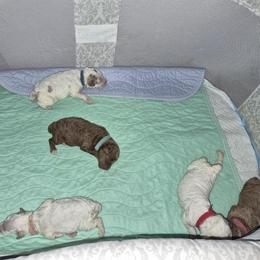 Poodle puppies from JF Kennels Miniature & Toy Poodles