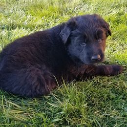 Shiloh Shepherds from RichHill Shiloh Shepherds