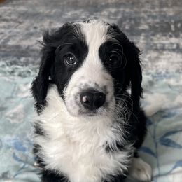 Bernedoodle Puppies from East Coast Bernedoodles