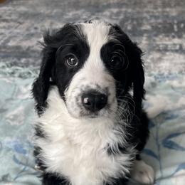 Bernedoodle Puppies from East Coast Bernedoodles