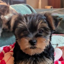 Reign - Black and gold male Yorkshire Terrier puppy in East Alton, Illinois from Yorkies of the Shire