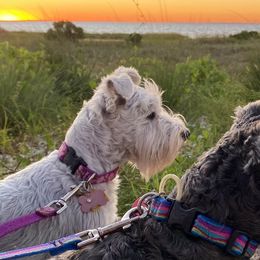 Miniature Schnauzers from Beau's Beauties Miniature Schnauzers