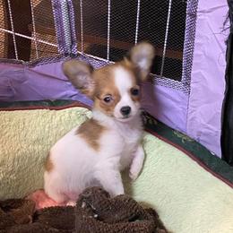 Tiny Gladys - Chocolate and white female Chihuahua puppy in Red Bluff, California from Aye Chihuahua