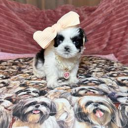 Penny - Black and white female Shih Tzu puppy in Phoenix, Arizona from Spoiled ShihTzu LLC