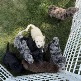 Sheepadoodle puppies from Bitler Family Puppies