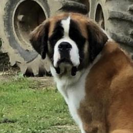 Saint Bernards from KP Saint Bernards
