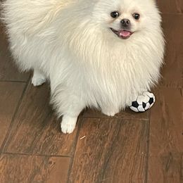 Rikki - Pomeranian