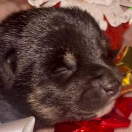 Pluto - Black and tan male Shiba Inu puppy in Clewiston, Florida from Animal Farm Shiba Inus & Mameshibas