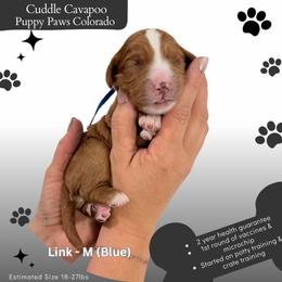 Link - Red male Cavapoo puppy in Fort Lupton, Colorado from Puppy Paws Colorado