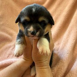 Baby girl yellow - Black and tan female Pembroke Welsh Corgi puppy in Saint Johns, Florida from Colebrooke Farm