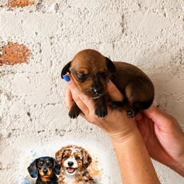 Boy 1 - Red male Dachshund puppy in Waco, Georgia from Huff Family Doxies & Doodles