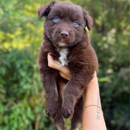 Bowser - Red tri-color male Australian Shepherd puppy in Tyner, Kentucky from Lil’ Town Aussies