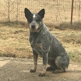 Suzie - Australian Cattle Dog