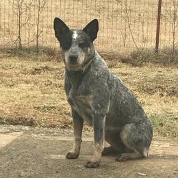 Suzie - Australian Cattle Dog